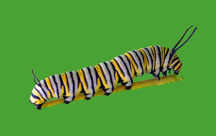 Eine Schmetterlingsraupe