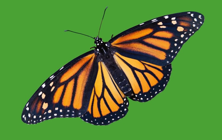 Ein Schmetterling