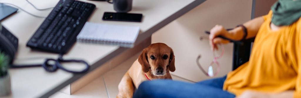 Hund am Arbeitsplatz: Was ist erlaubt?news