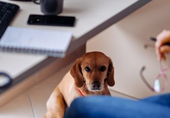Hund am Arbeitsplatz: Was ist erlaubt?